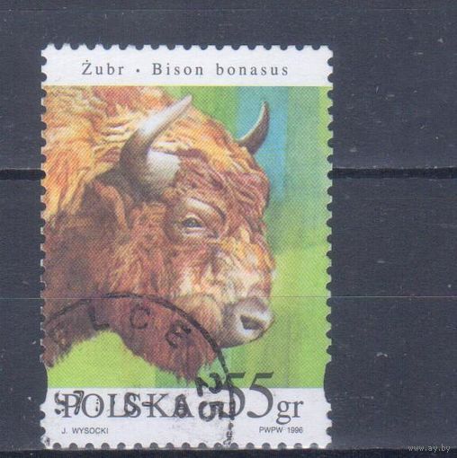 [689] Польша 1996. Фауна.Зубр. Гашеная марка.