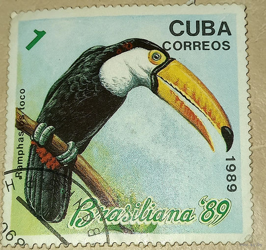 Куба 1989. Ramphastos toco