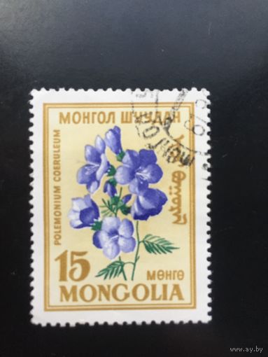 Монголия. Цветы