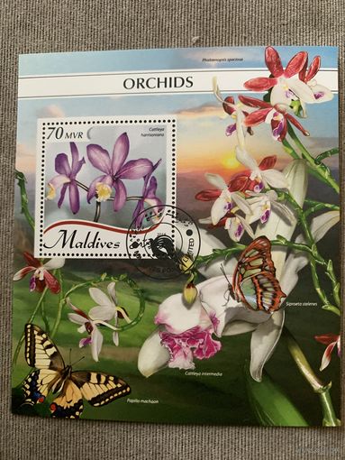 Мальдивские острова 2018. Цветы. Орхидеи. Малый лист