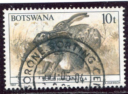 Ботсвана. Фауна. Кустарниковый заяц