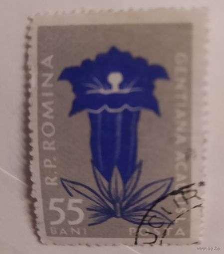 Румыния 1957 Цветок.