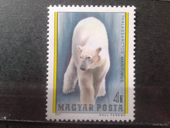 Венгрия 1977 Белый медведь** Михель-1,2 евро