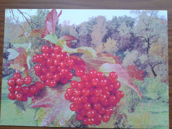 Украина 2001 ягоды маркированная ПК