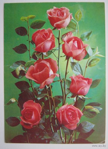 Открытка " Розы ".1983 г.