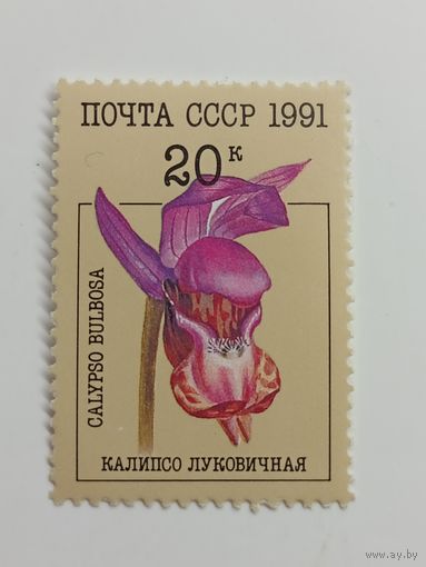 1991 СССР. Орхидеи. Калипсо луковичная