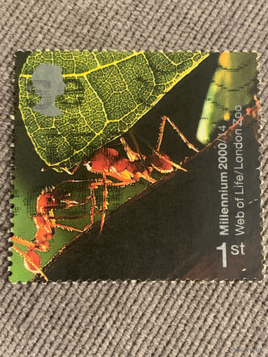 Великобритания 2000. Красные муравьи