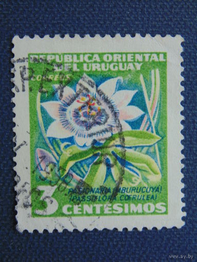 Уругвай. Цветы.