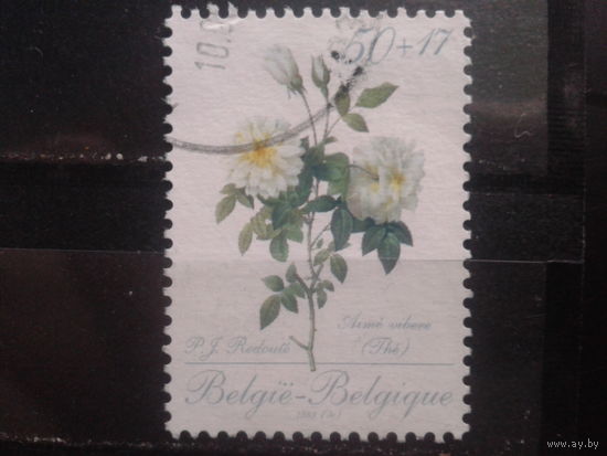 Бельгия 1989 Белые розы, марка из блока Михель-6,5 евро гаш