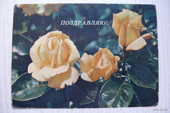 Смоляков П., Поздравляю! 1985, чистая.