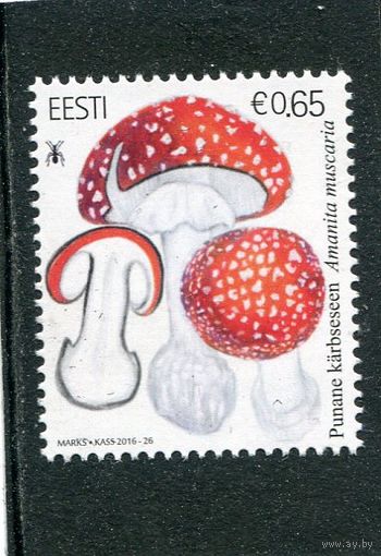 Эстония. Ядовитые грибы. Мухомор красный