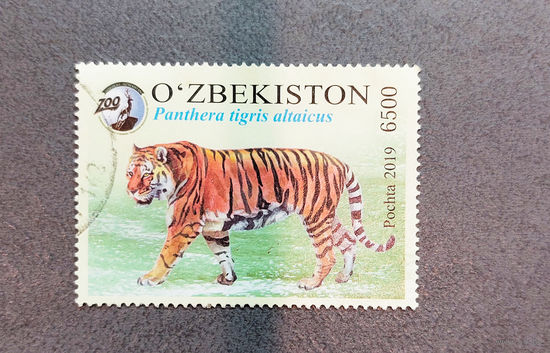 Узбекистан 2019. Фауна. Тигр