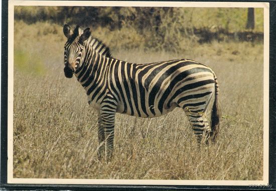 ЮАР. Национальный парк Крюгера. Зебра