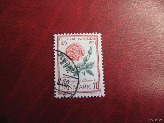 Марка роза - к 100-летию садоводческого общества Jutlandish 1973 год Дания