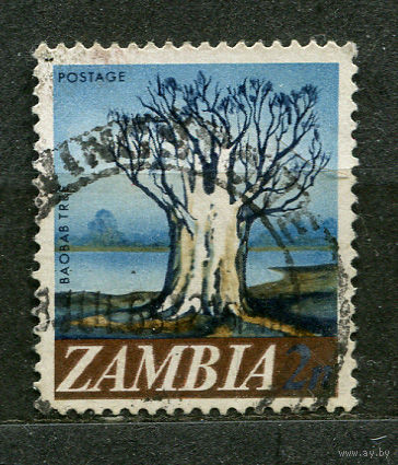 Дерево баобаб. Замбия. 1968