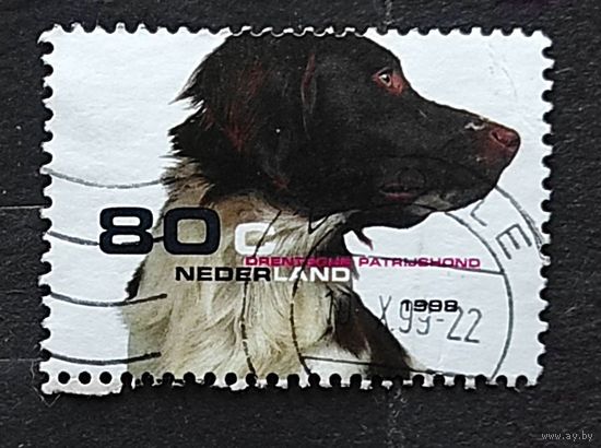 Нидерланды, 1м гаш, собака