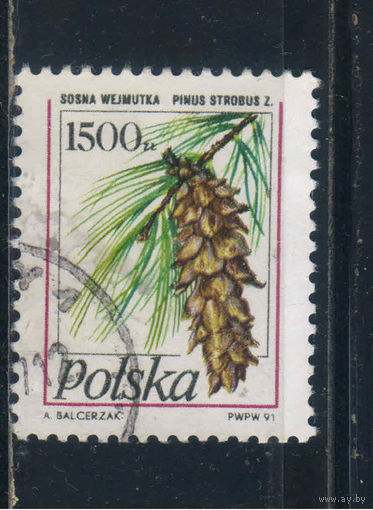 Польша ПНР 1981 Сосна Стандарт #3313