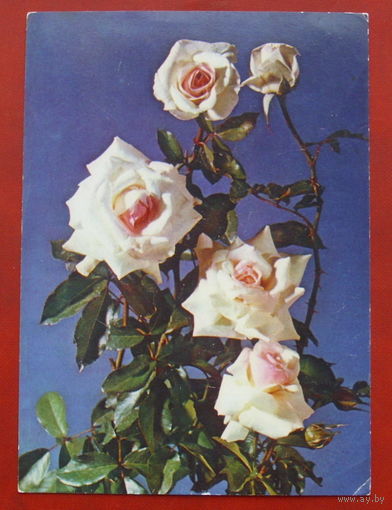 Роза " Шнееванзее ". Чистая. 1983 года. Фото Резникова. 568.