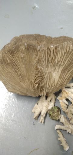 Коралл грибовидный