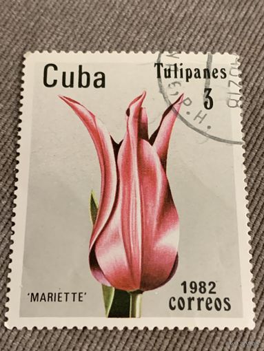Куба 1982. Тюльпаны Mariette. Марка из серии