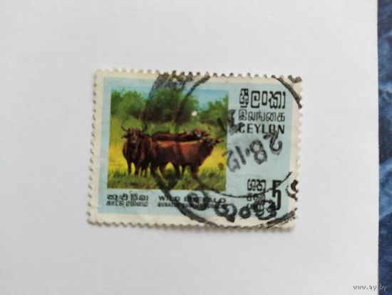 Цейлон 1970 буйволы