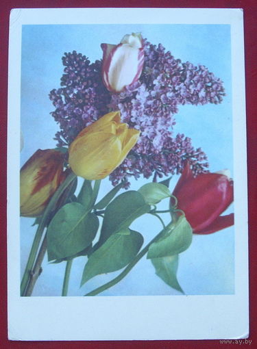 Тюльпаны. Подписанная. 1966 года. Костенко. 296.