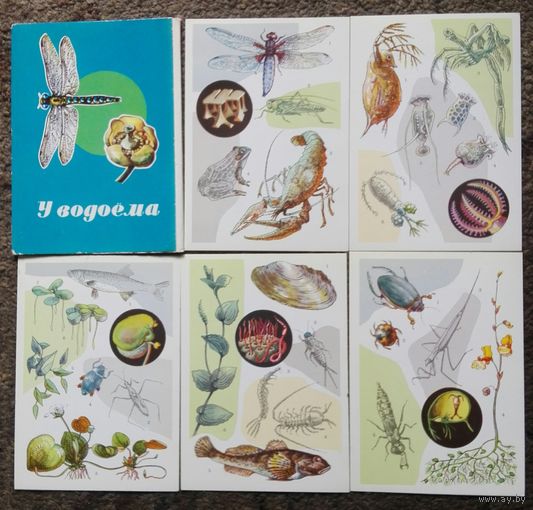 Пять открыток из серии "У водоема". СССР, 1977 год