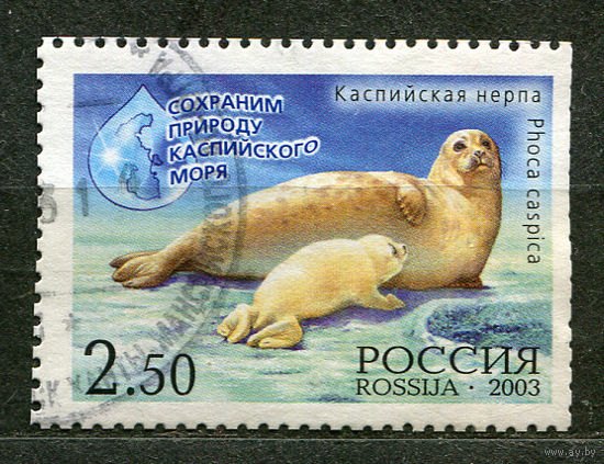 Фауна. Каспийская нерпа. Россия. 2003