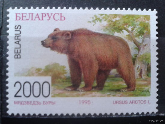 1996 Медведь**