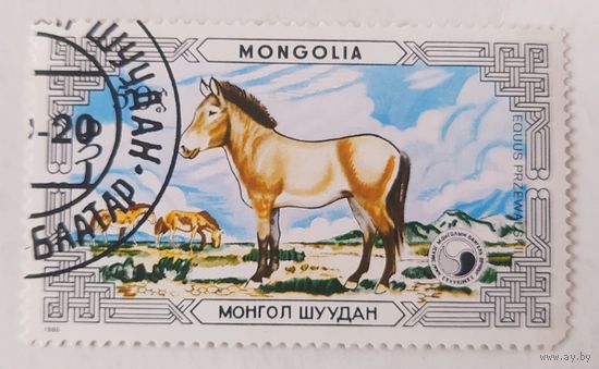Монголия 1986, лошади