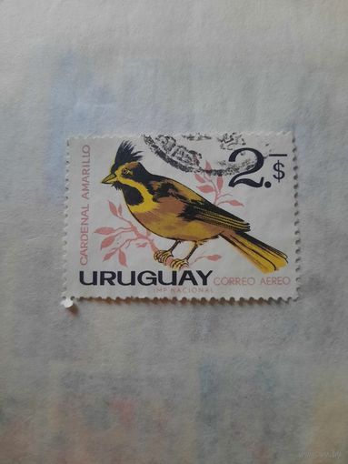 Уругвай. Фауна. Птицы. Cardenal Amarillo