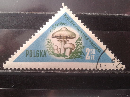 Польша 1959 Грибы