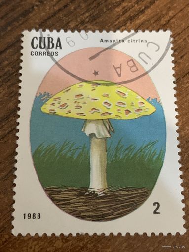 Куба 1988. Грибы. Amanita citrina. Марка из серии