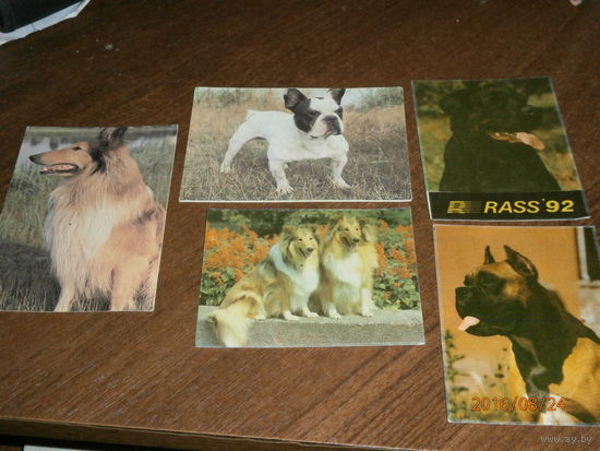 Календарики с собаками, 1992, 1993 год, 5 штук