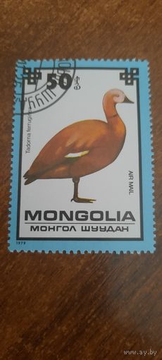Монголия 1979. Гусь. Tadorna ferruginea. Марка из серии