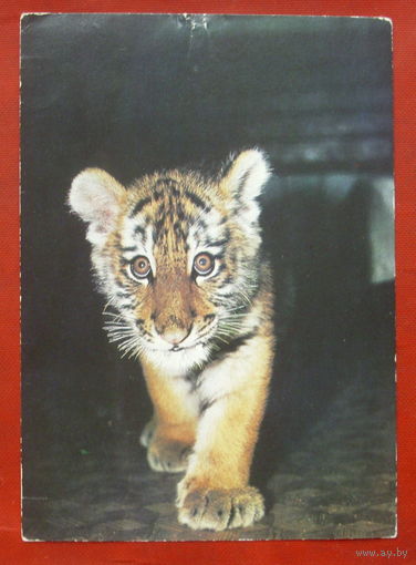 Амурский тигрёнок. Чистая. 1982 года. #206.