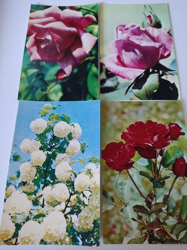 4 чистые открытки с фото Н.Матановой