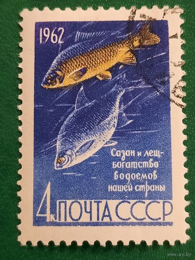 СССР 1962. Сазан и лещ