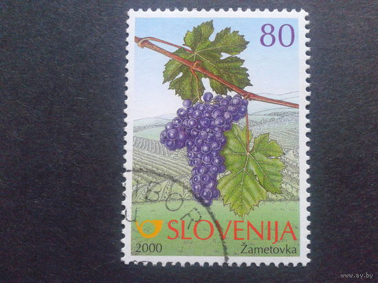 Словения 2000 виноград