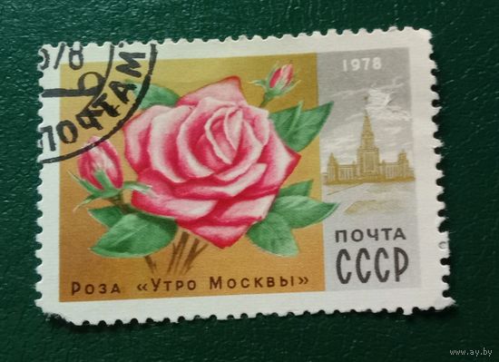 Марка СССР 1978 Роза "Утро Москвы"