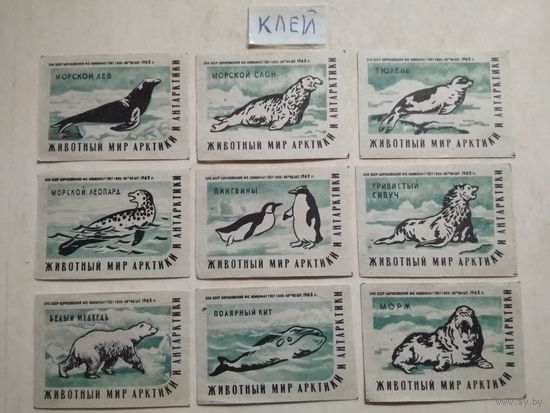 Спичечные этикетки ф.Борисов. Животный мир Арктики и Антарктики. 1962 год