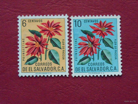 Сальвадор. Цветы.