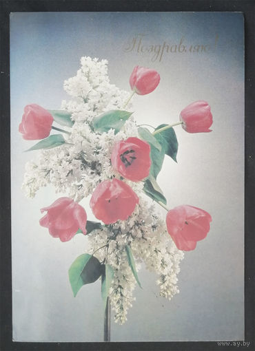 Киндрова Д. Поздравляю ! Флора. Цветы. 1989 год #0129-FL1P65