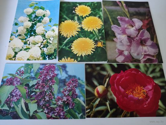 5 открыток с фото Н.Матановой