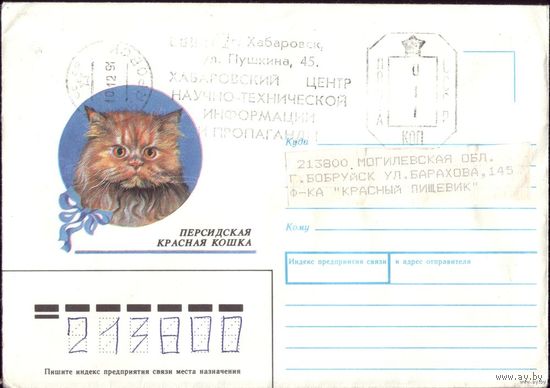 1990 год Персидская красная кошка