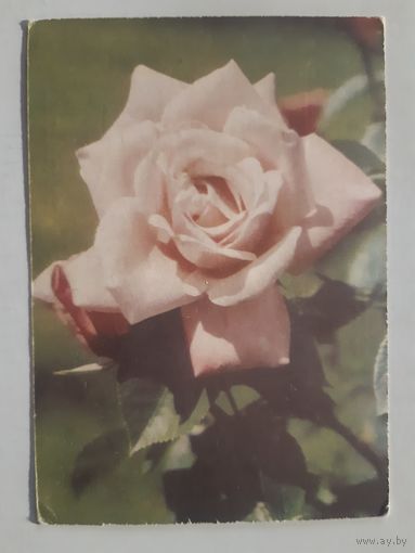 Почтовая карточка Роза 1969 год.