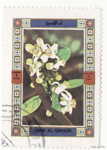 Цветы 1972 год