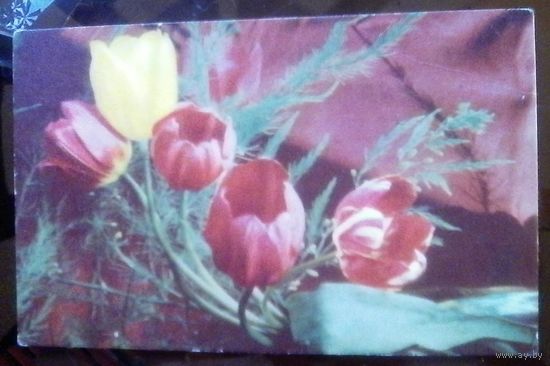 1989 год Г.Костенко Тюльпаны