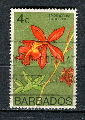 Барбадос - 1974/1979 - Орхидея 4С - [Mi.368X] - 1 марка. Гашеная.  (Лот 84Dh)