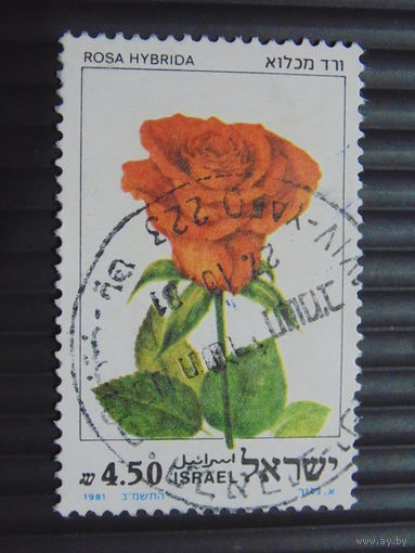 Израиль 1981 г. Роза.